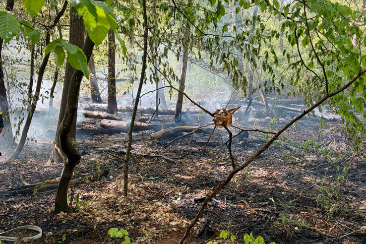 Waldbrand bei Zeppelinheim